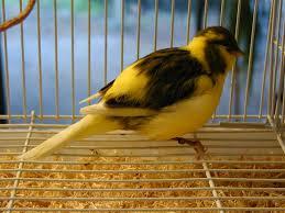 Image 5 of ****Border canary pairs for sale