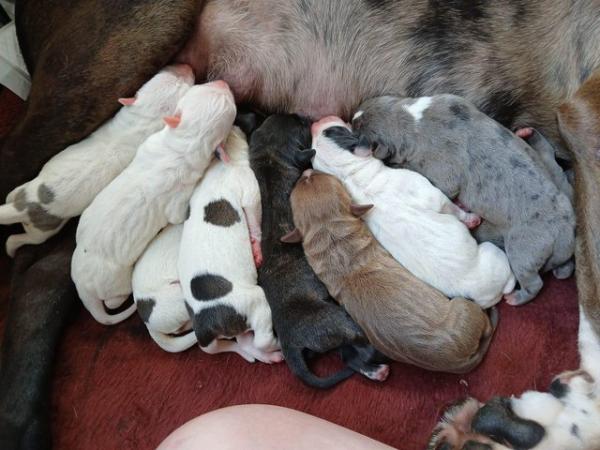 Image 14 of Staffordshire bull terrier puppies