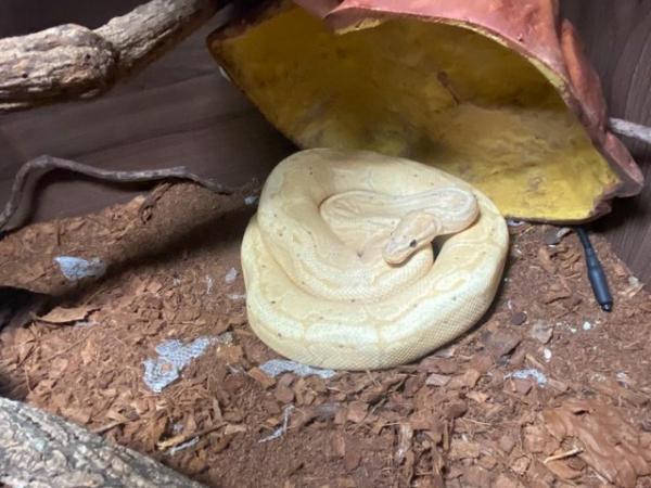 Image 2 of Various Snakes & Vivariums - Royal / Ball Pythons