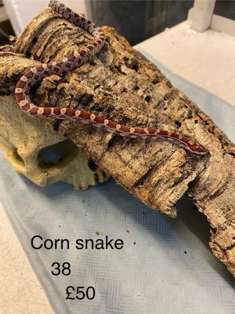 Image 4 of Corn snakes £50 and King snakes £70 mixed sex