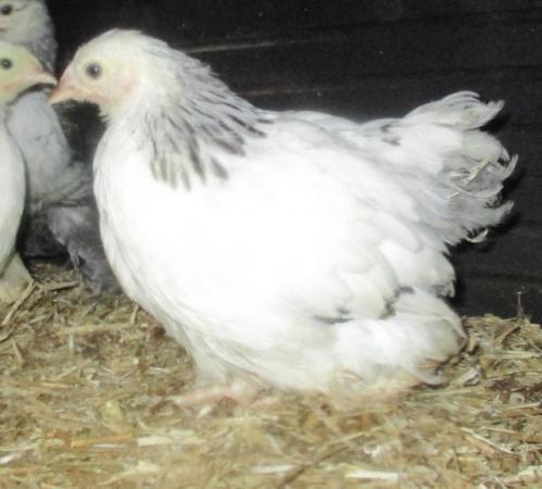 Image 5 of Pekin Bantams, various colours, and ages from day old on.