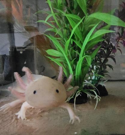 Image 5 of Baby axolotls Pink (leucistic) & albino types available