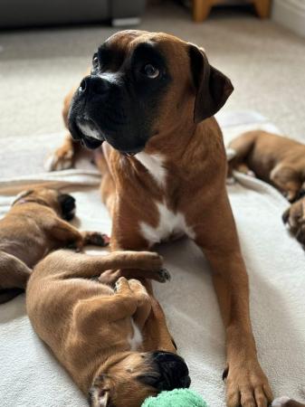 Image 5 of Stunningly Perfect 6 week old KC Pedigree Boxer puppies.