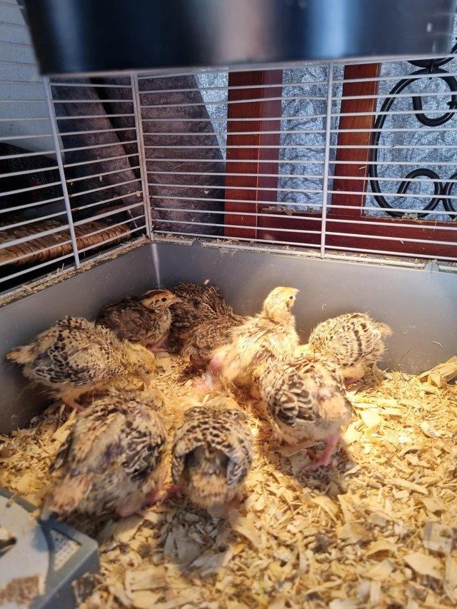 Preview of the first image of Mixed coturnix quail chicks.