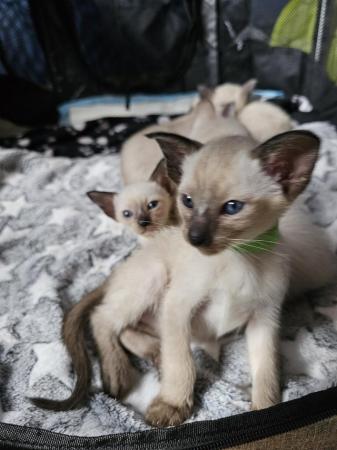Image 2 of Exceptionally beautiful and silky soft GCCF siamese kittens