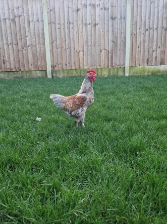 Image 2 of An amazing 5 month old Cockerel for sale!