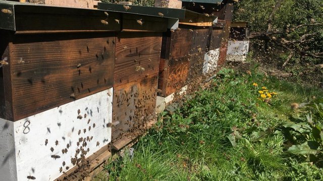 Image 11 of Overwintered Bee Nucs on five frames