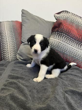 Image 10 of 6 Border collie puppies ready to leave 7th July
