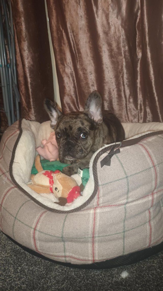 Preview of the first image of 8 month old french bulldog.