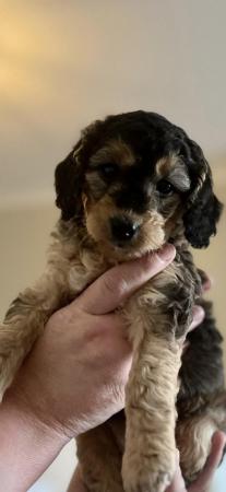 Image 4 of F1B cockapoo puppies **ONLY 1 FEMALE LEFT**