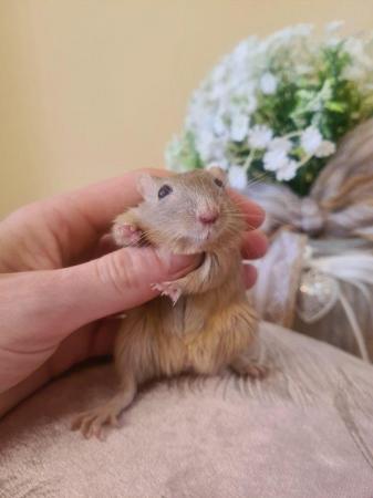 Image 5 of ***Stunning Lovable Baby Gerbils child friendly***