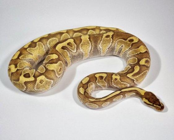 Image 3 of Ball Pythons / Royal Pythons (various morphs)