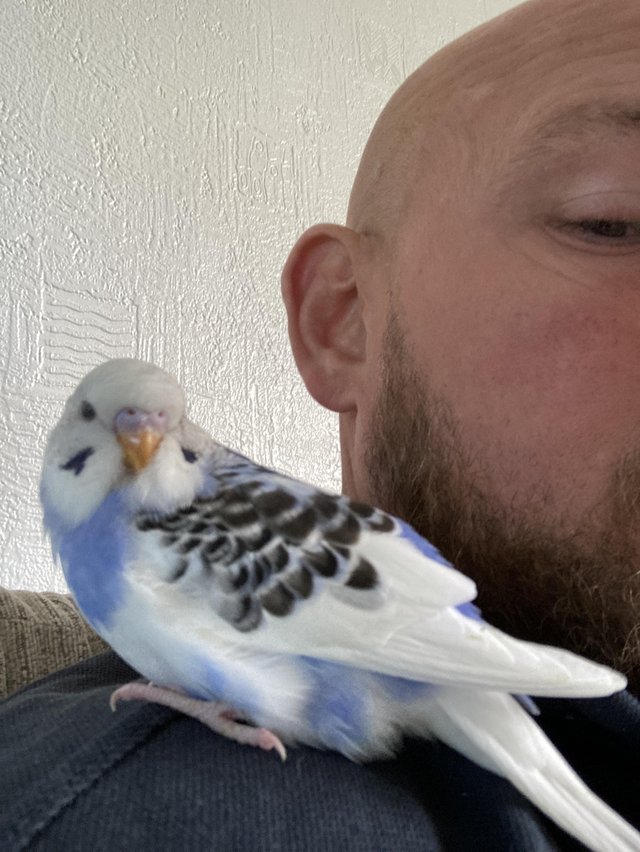 Preview of the first image of hand reared baby budgie.