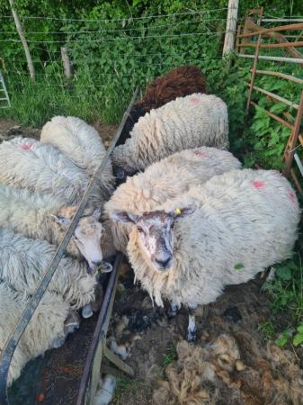 Image 2 of Wanted store sheep Ewes and hoggs/lambs