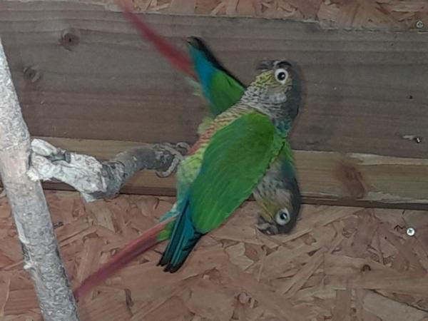 Image 2 of Beautiful feather perfect conures