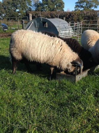 Image 3 of Badger face shearling rams for sale