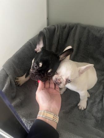 Image 1 of 9 week old chipped and vaccinated French bulldogs