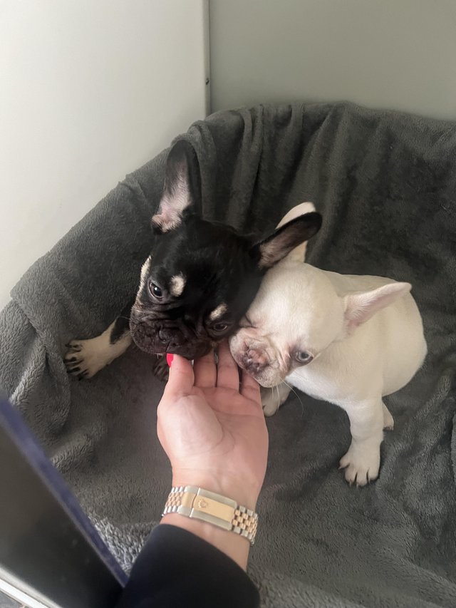 Preview of the first image of 9 week old chipped and vaccinated French bulldogs.