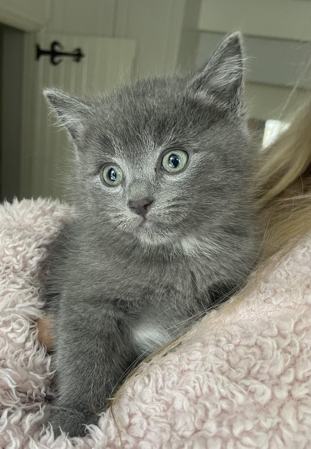 Preview of the first image of Blue/ grey ragdoll x kitten.