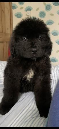 Image 3 of Newfoundland Puppies for sale