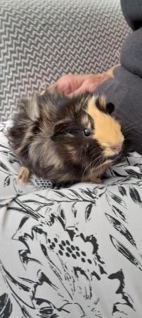 Image 2 of Two Beautiful Guinea Pig for sale