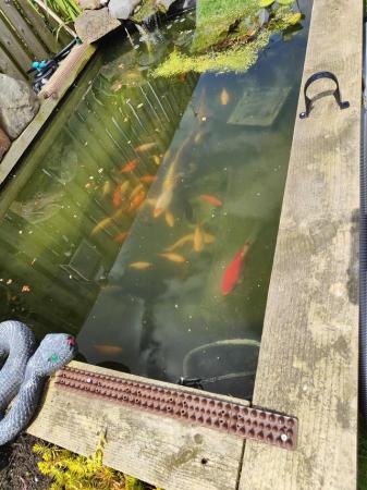Image 1 of Various pond fish available