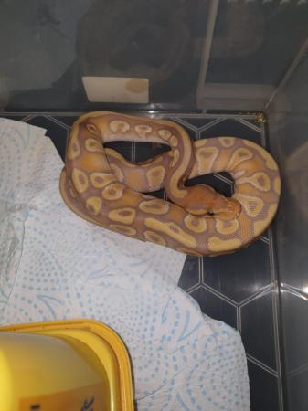 Image 4 of Royal pythons ready for homes normal female and others