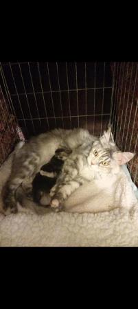Image 1 of Stunning polydactyl maine coon girls