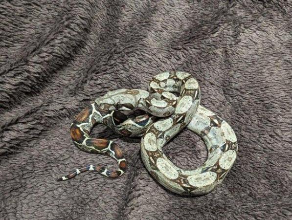 Image 9 of Baby Boa Constrictor Imperator