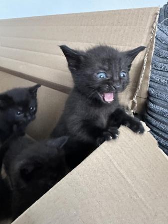 Image 4 of 5 stunning MALE Kittens
