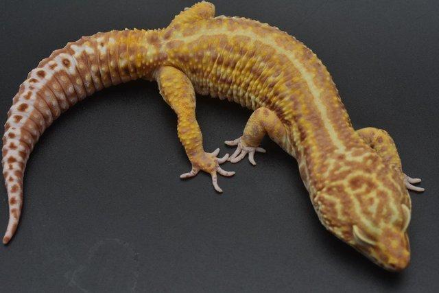 Image 4 of 1.4 Bold Bell Albino leopard Gecko group