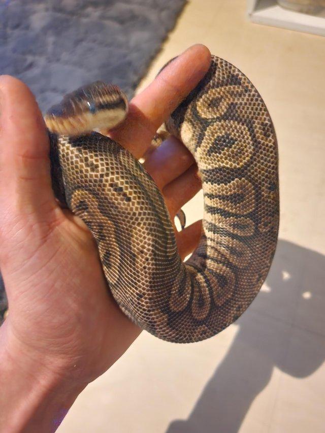 Preview of the first image of Black pewter het pied cb23 female.