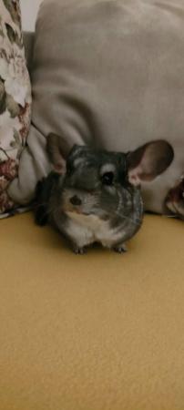 Image 3 of 12 months old male chinchilla