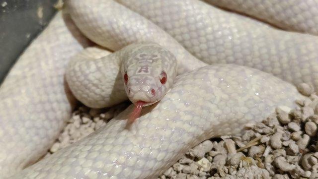 Image 1 of Various Kingsnakes (Florida, California, hybrids) and more