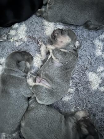 Image 8 of KC registered French Bulldogs
