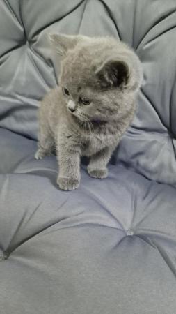 Image 11 of Gccf registered pure british shorthair ready 19th January