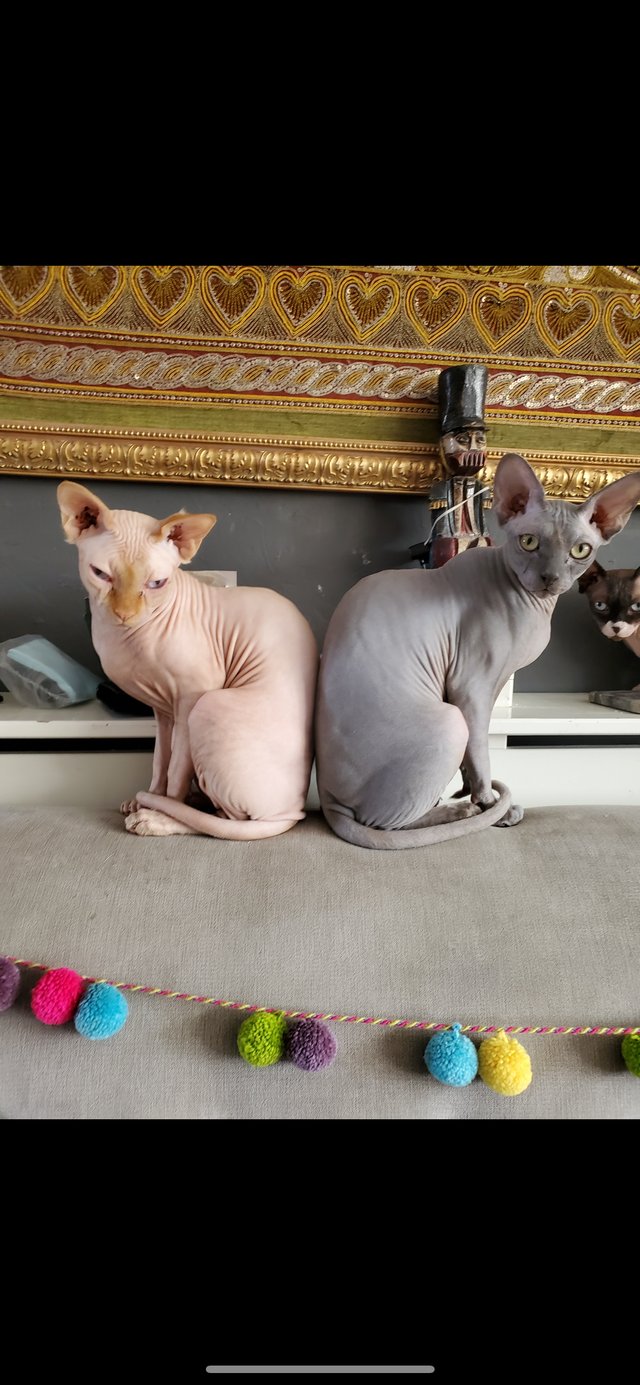 Preview of the first image of 2 gorgeous Sphynx cats for a 1st class home only..