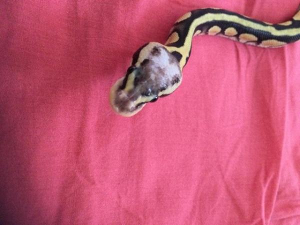 Image 2 of Female super pastel baby royal python