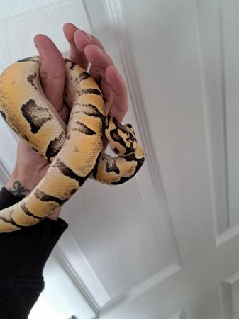 Image 3 of 8 month old baby python
