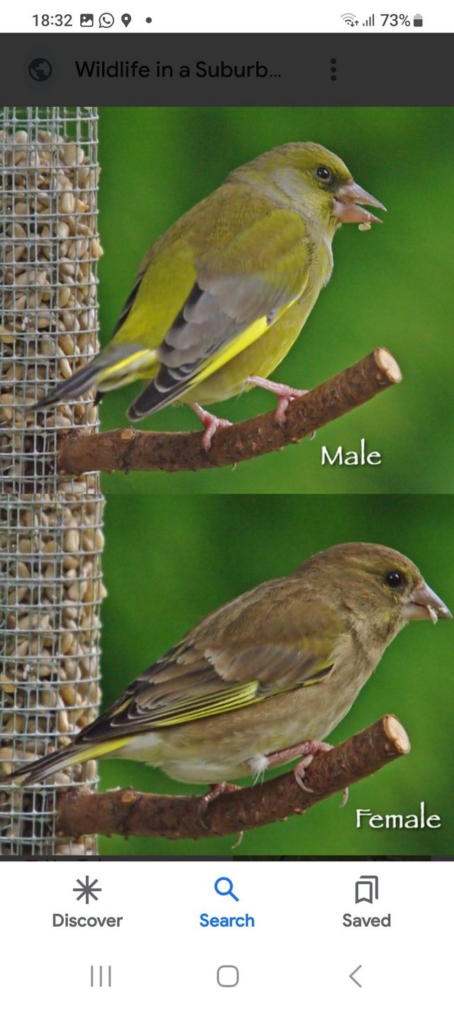 Preview of the first image of Greenfinch new home waiting..