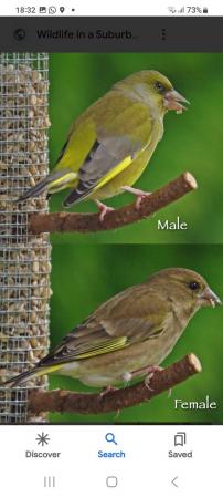 Image 1 of Greenfinch new home waiting.