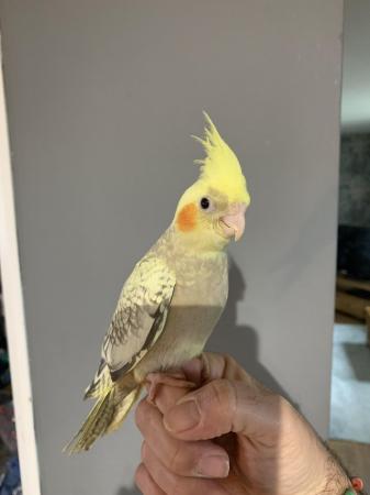 Image 5 of Baby cockatiel hand reared and tamed
