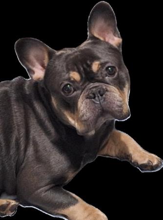 Image 2 of Beautiful French Bulldog male for sale