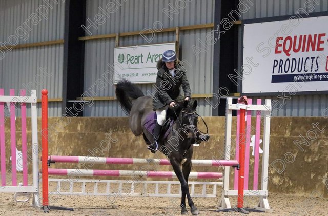 Image 2 of 14.2hh sports pony 12 years old gelding