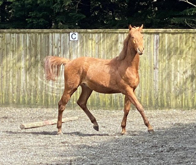 Preview of the first image of Greenvale Aurelius 2022 sports horse to make 16:2hh +.