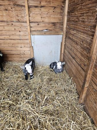 Image 3 of Pygmy goats for sale ready now