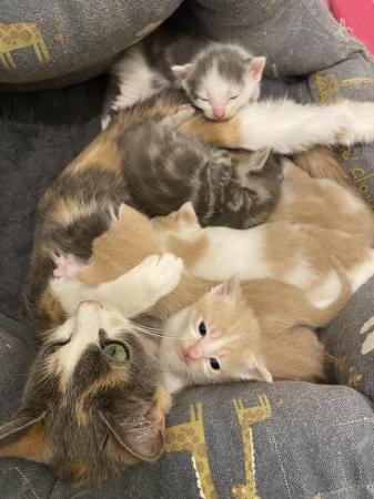 Image 8 of 6 Beautiful Kittens looking for their forever homes.