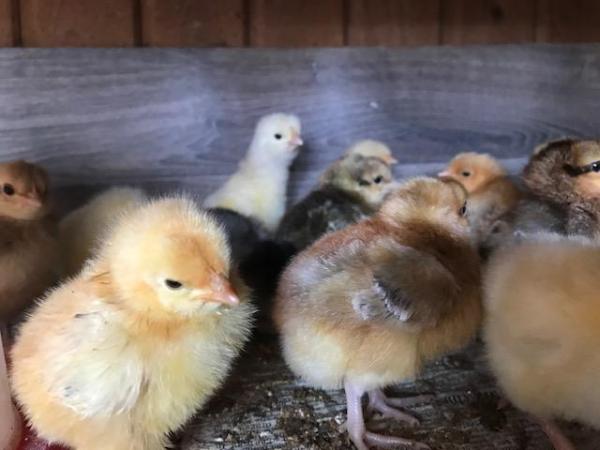 Image 1 of un sexed chicks for sale