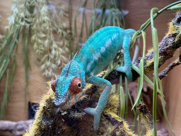 Image 3 of Chameleons available at Birmingham Reptiles