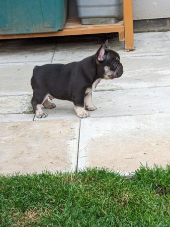 Image 9 of Confident French Bulldog Puppies Ready To Leave 5th June